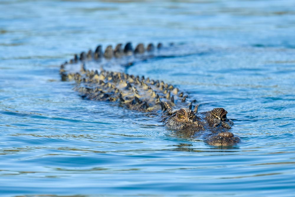 Crocodile at Langgi Bay, Kimberley