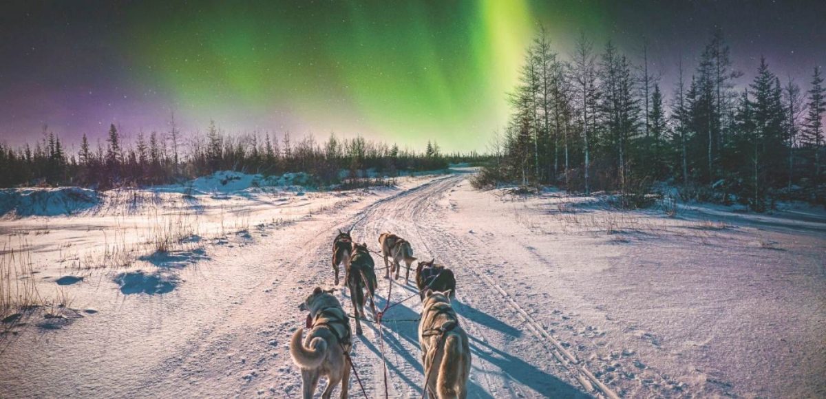Dog sled and Northern lights