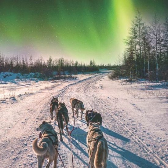Dog sled and Northern lights
