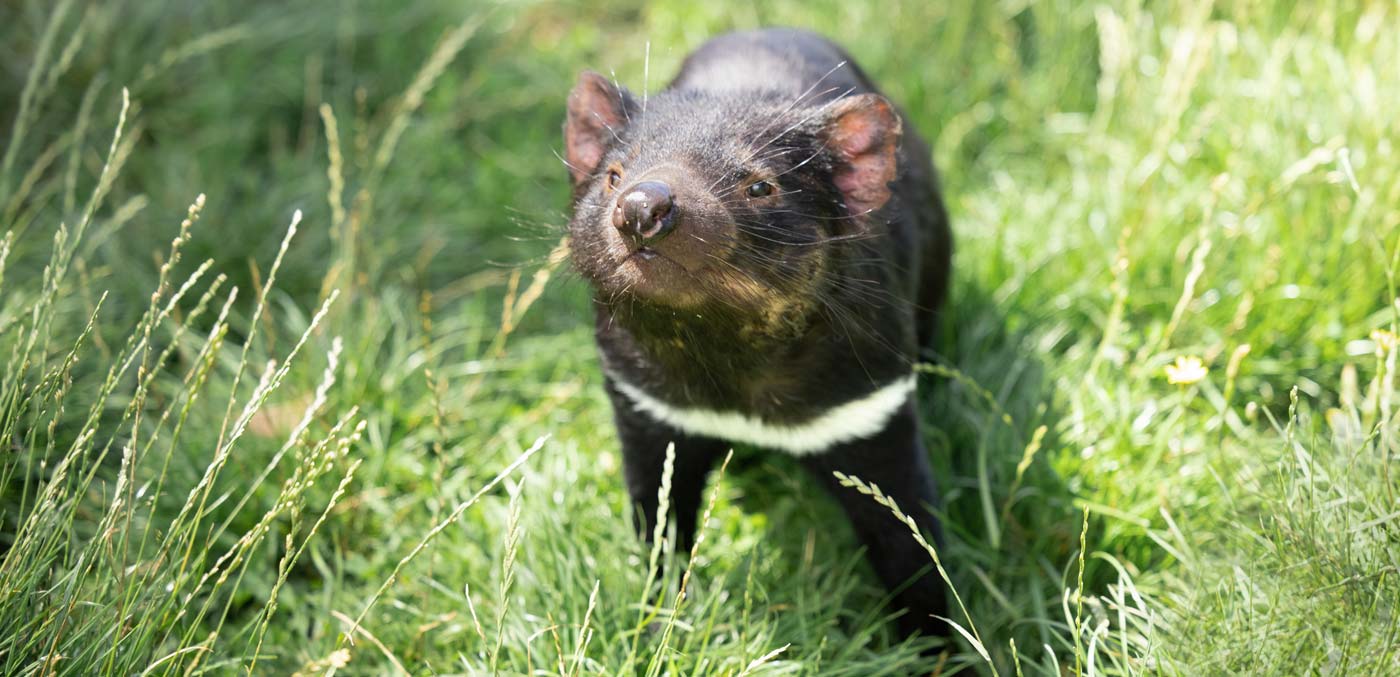 Tasmanian devil (Sarcophilus harrisii)