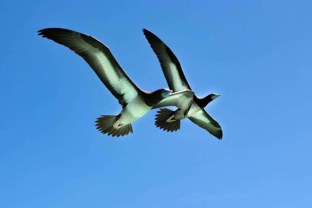 Birds in the Kimberley