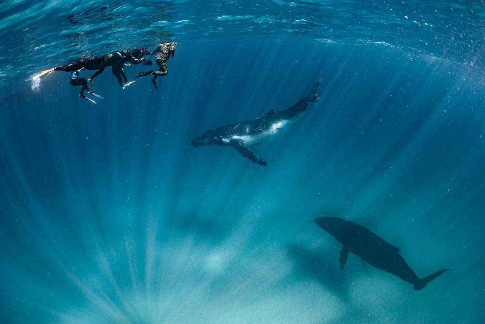 Ocean adventures with humpbacks in Western Australia