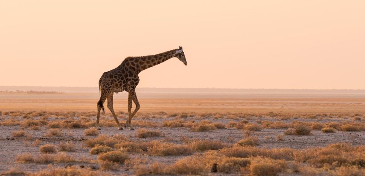 giraffe in africa