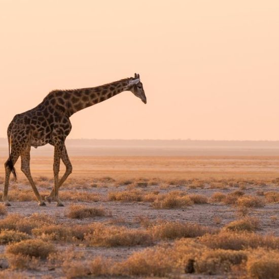 giraffe in africa