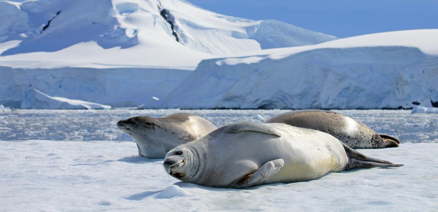 weddel seal in Antarctica