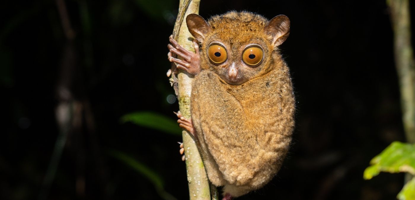Tarsier