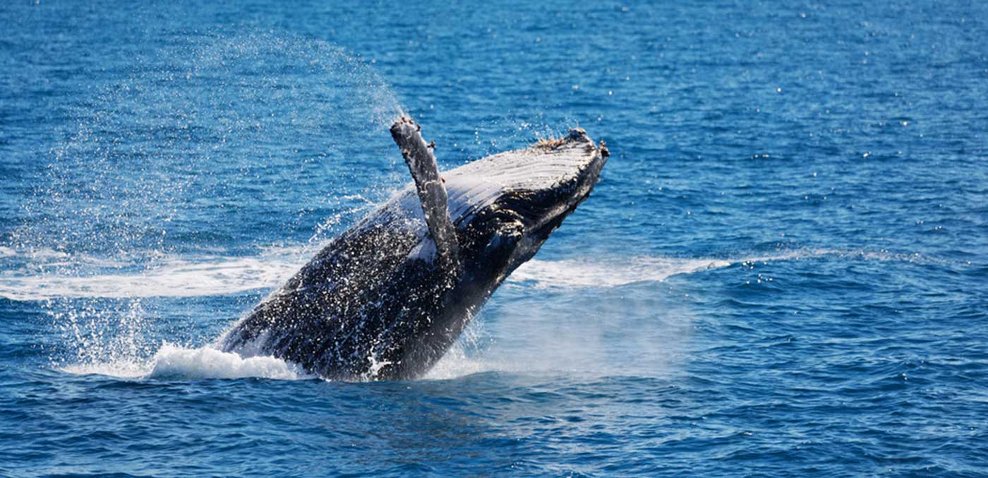 Humpback whale breaching