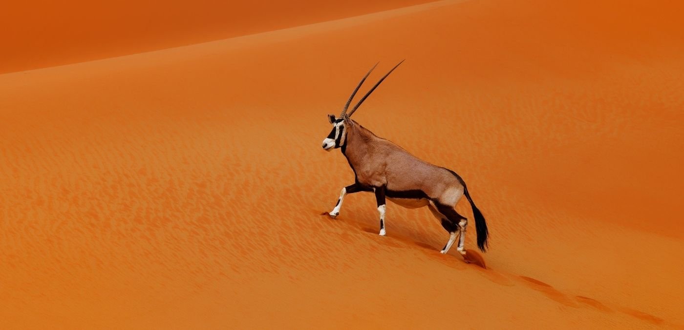 The Namib Desert