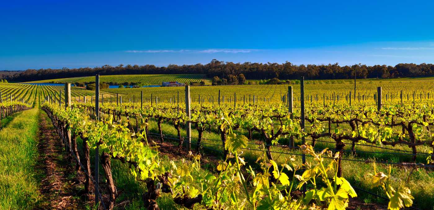 vineyard in margaret river