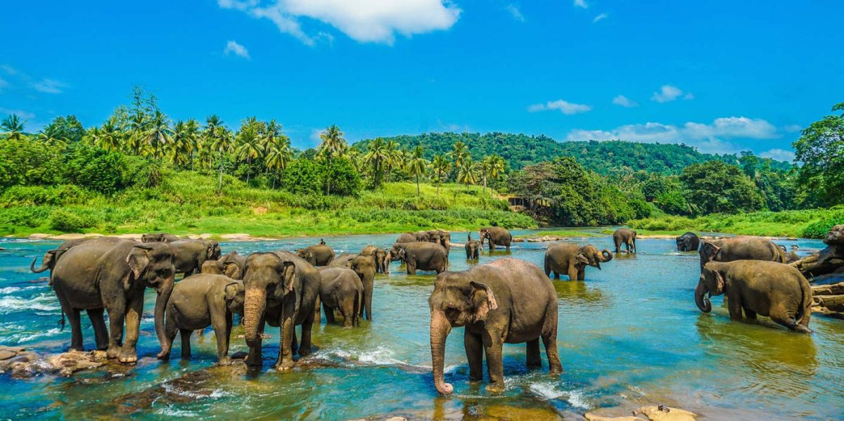 Elephants standing in water in Sri Lanka