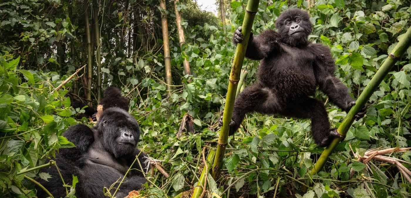 Eastern Lowland Gorilla