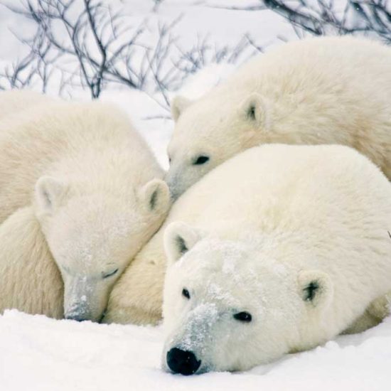 Polar Bears (Ursus maritimus) female and two cubs, Churchill Wildlife Management Area, Manitoba, Canada.