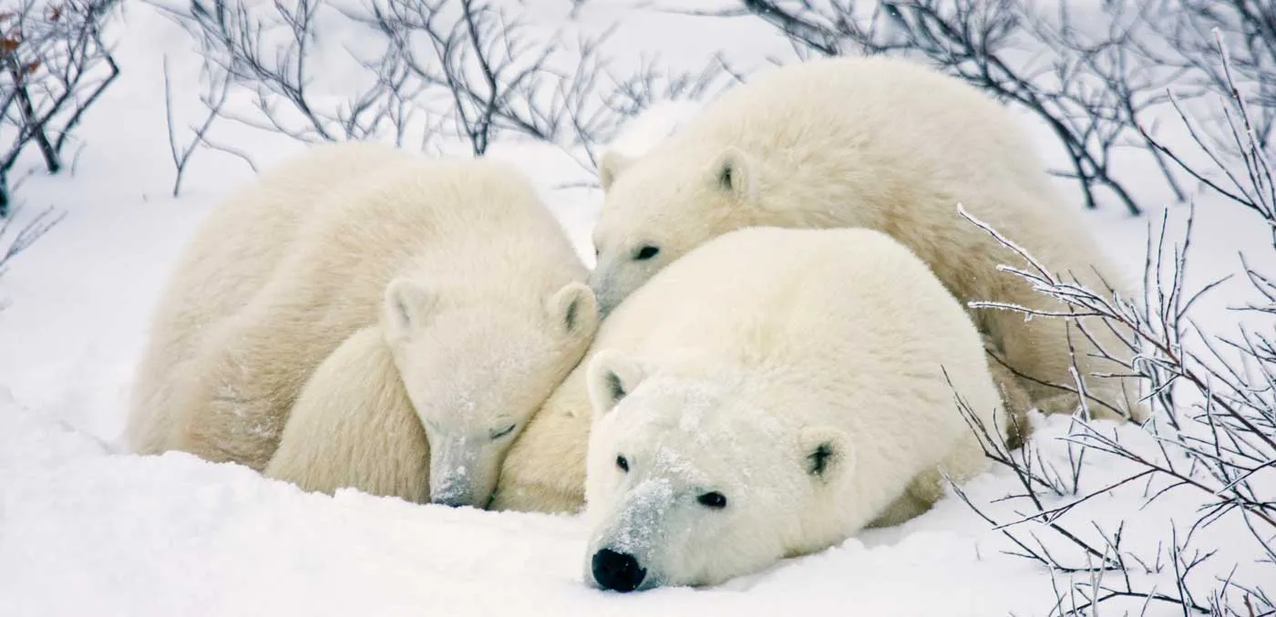 Polar Bears (Ursus maritimus) female and two cubs, Churchill Wildlife Management Area, Manitoba, Canada.