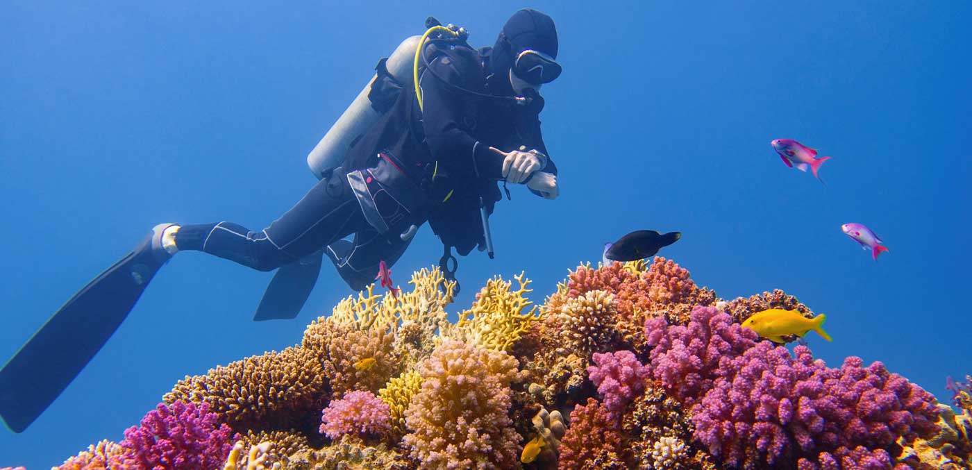 Man scuba diver checking beautiful colourful healthy coral reef with diversity of hard corals