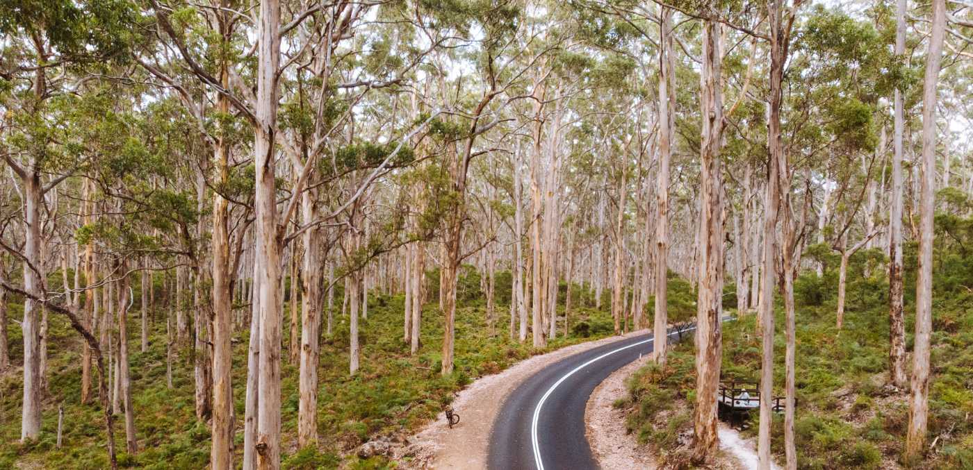 Aerial drone perspective of a trail going through Boranup Forest in Margaret River, Perth, Australia.