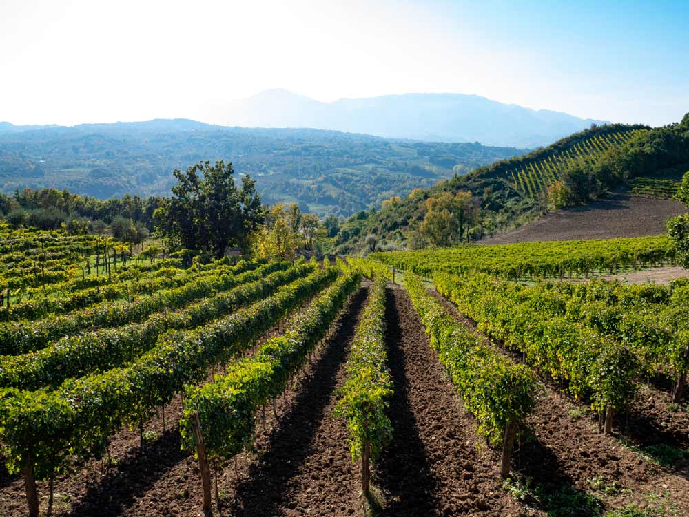 a beautiful vineyard of Greco di Tufo wine, an excellent Italian white wine DOCG