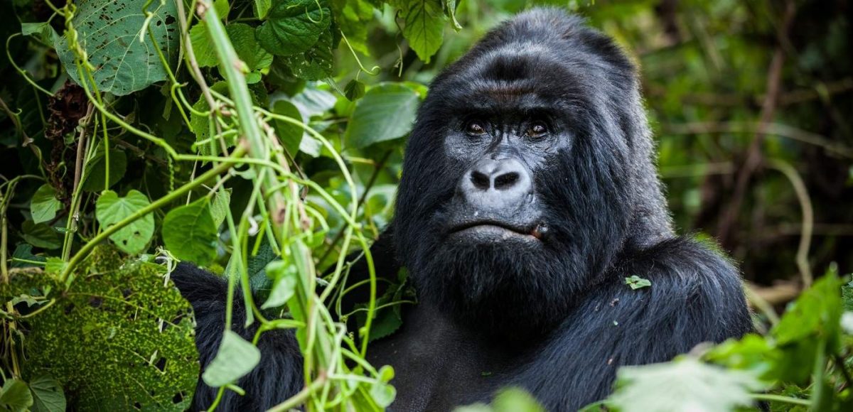 Silverback gorilla in Rwanda