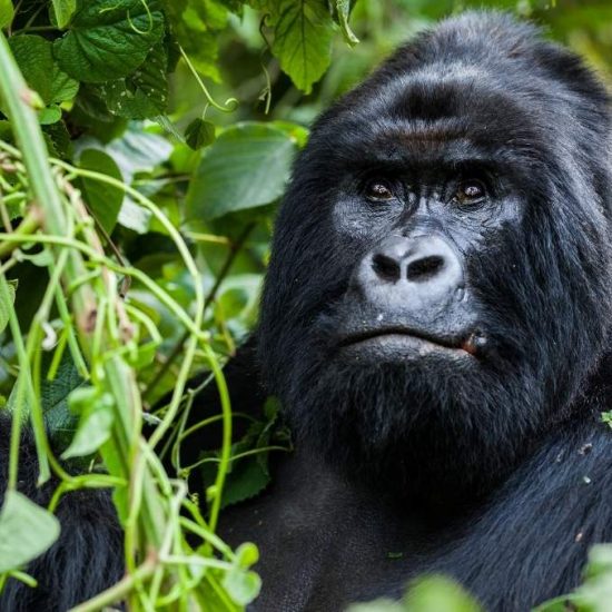 Silverback gorilla in Rwanda