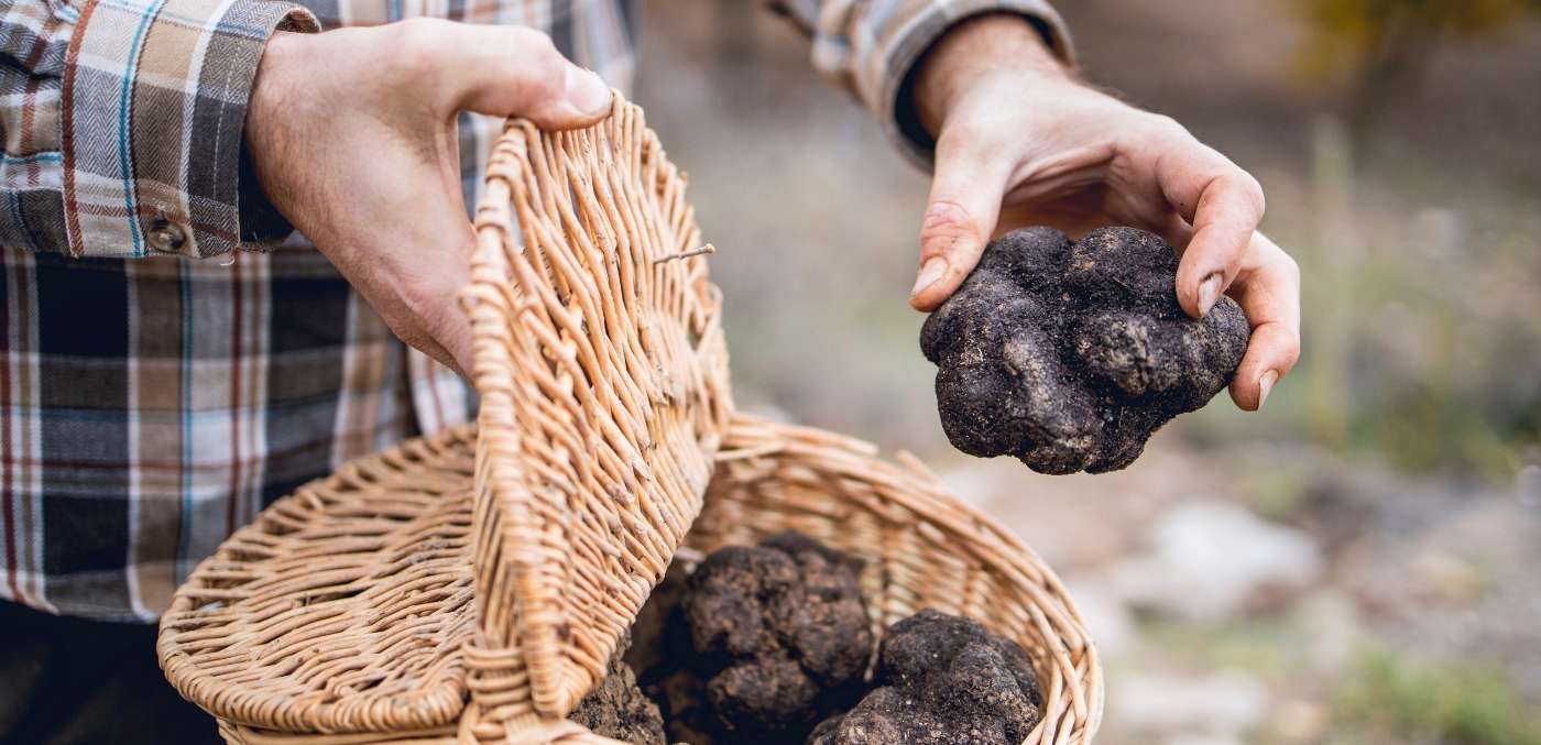truffle hunting in australia