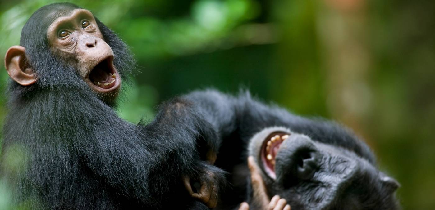 chimpanzees in uganda