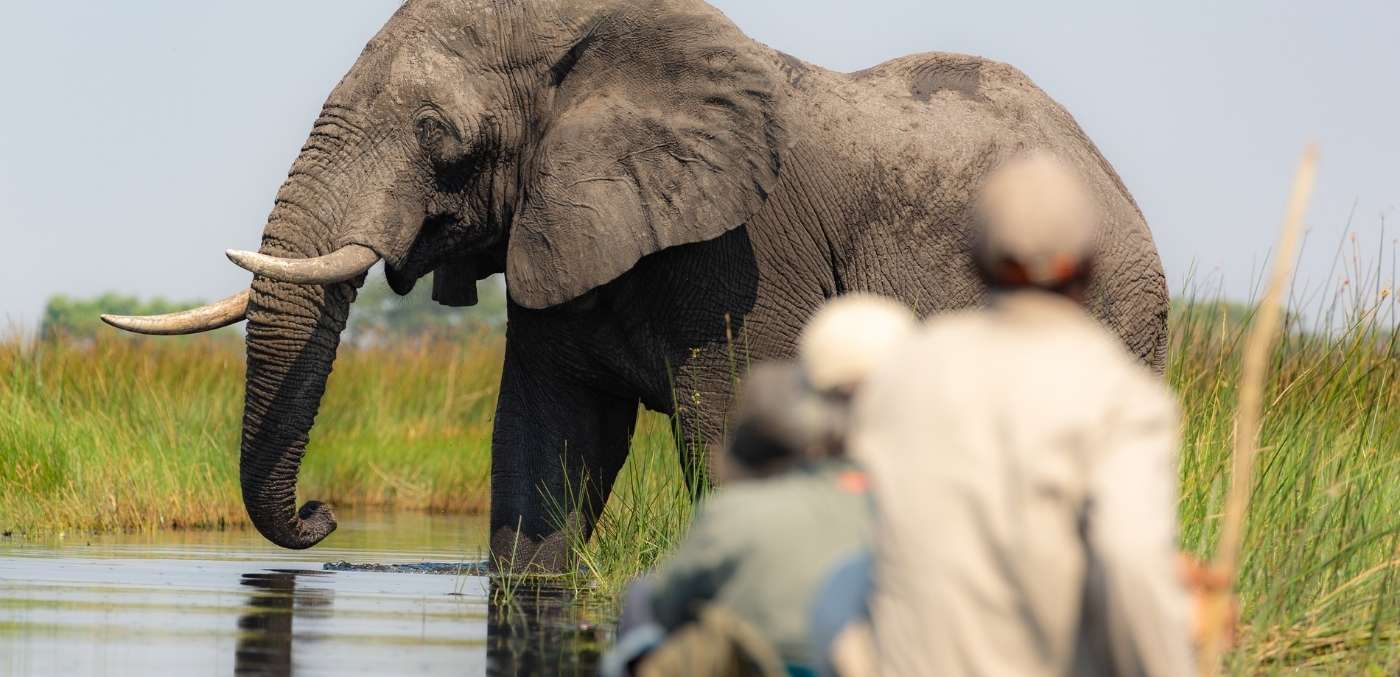 ele[hant sighting in chobe