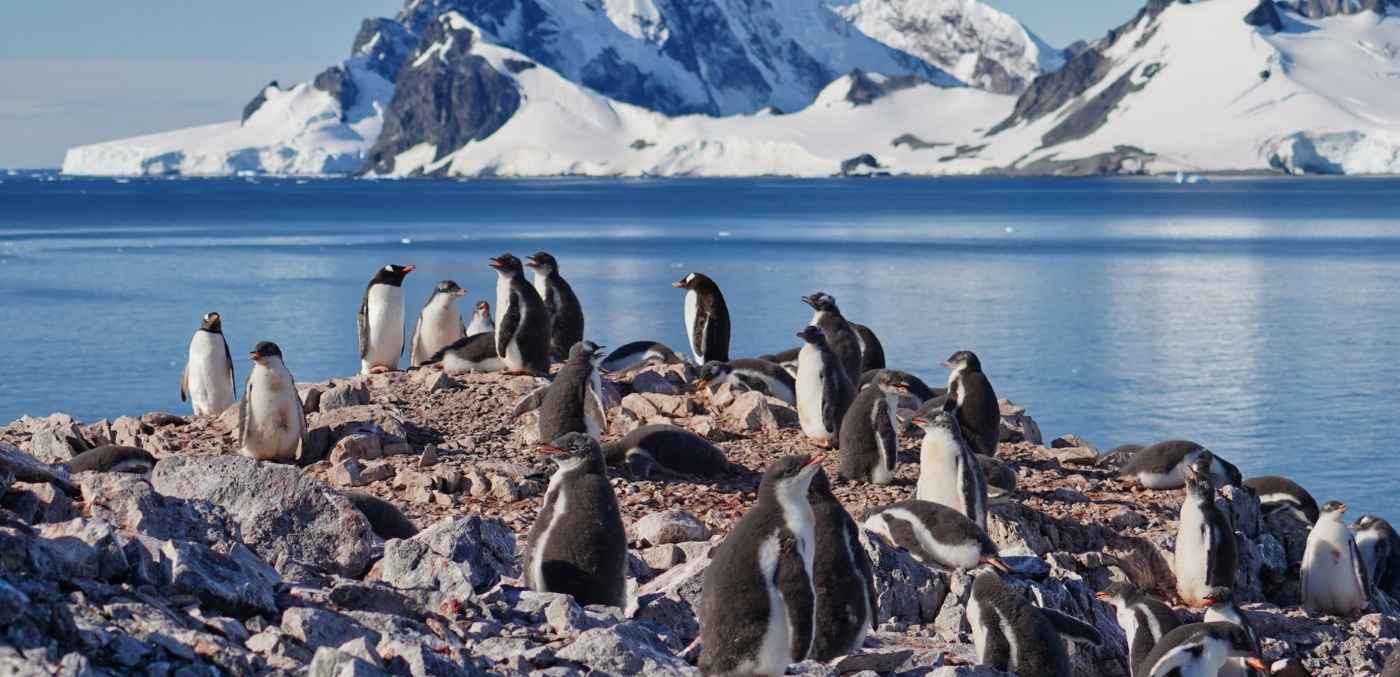 gentoo penguins in antarctica