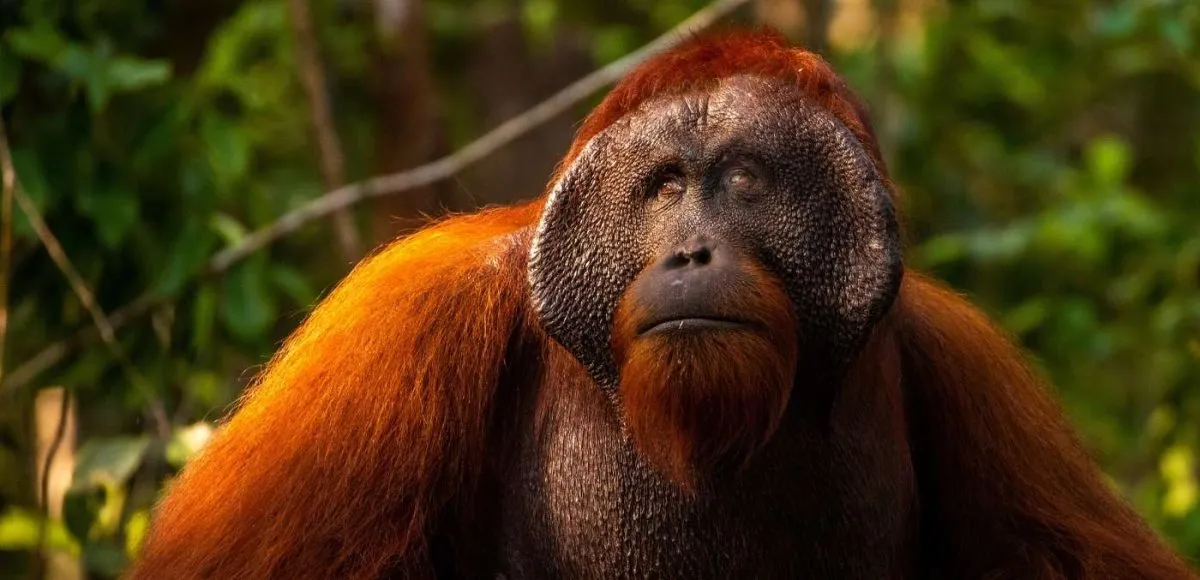 Orangutan