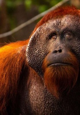 Orangutan