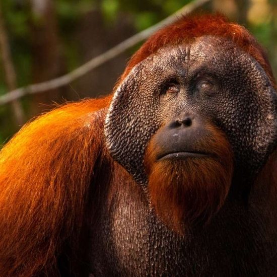 Orangutan