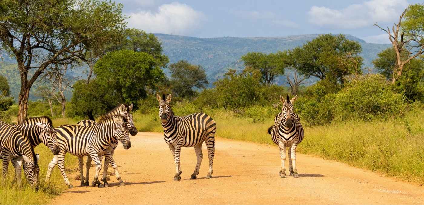 zebra in kruger national park