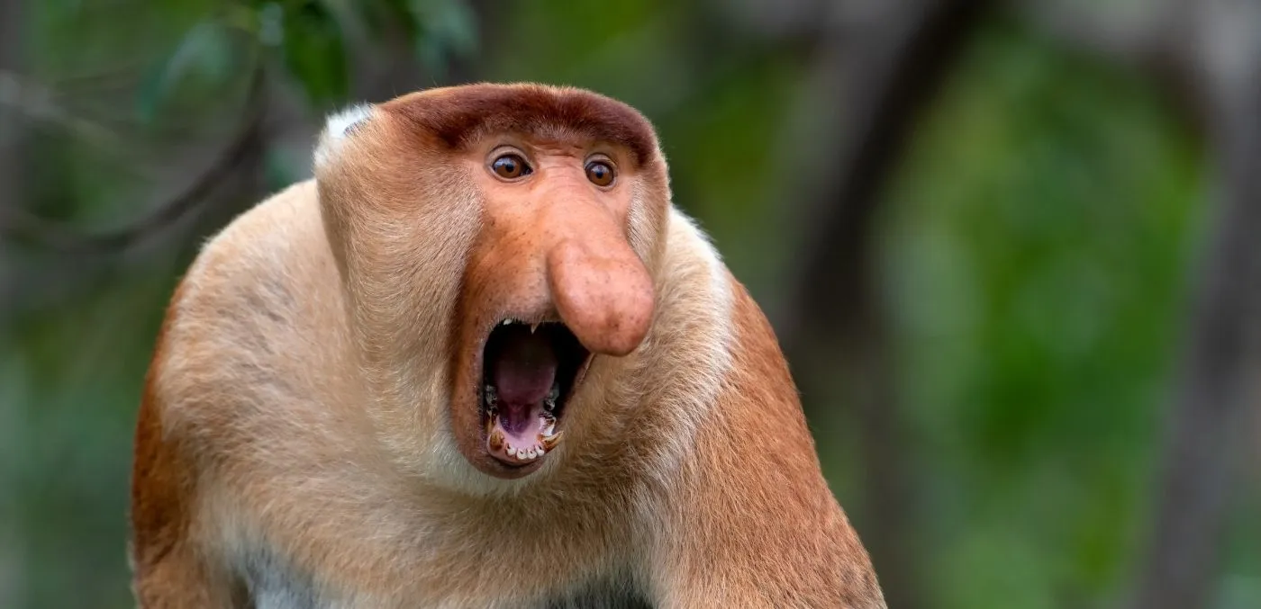 Proboscis monkey