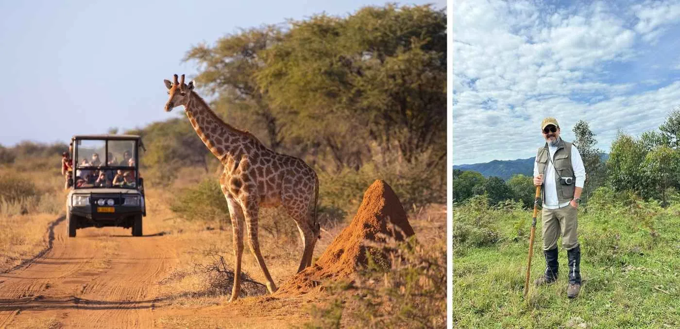 giraffe on safari