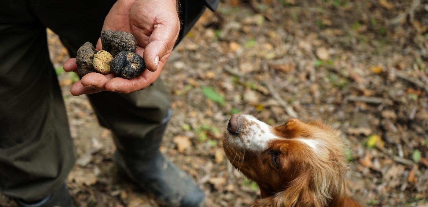 truffle hunting dog