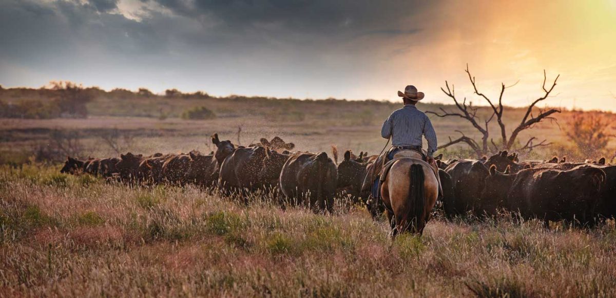 A Texan ranch