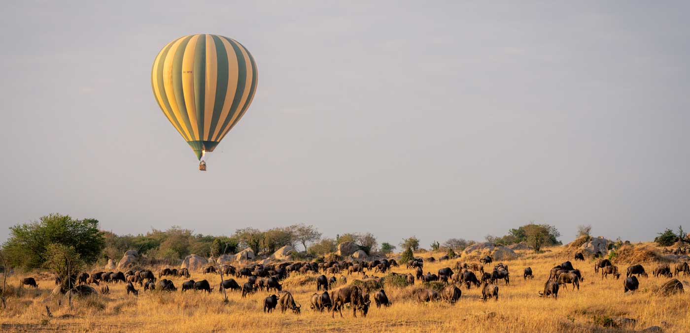 Balloon flies over grazing blue wildebeest herd