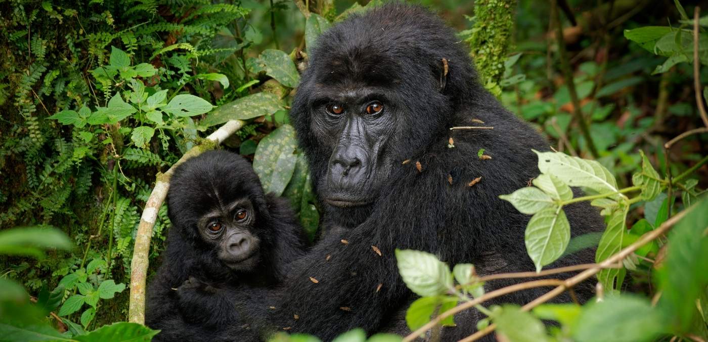 Eastern lowland gorilla (Grauer's)