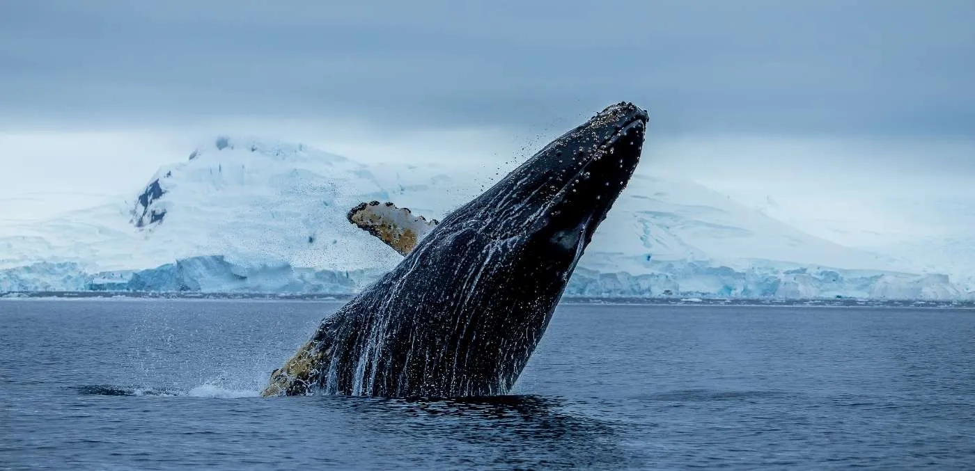 whale breaching in antarctic waters