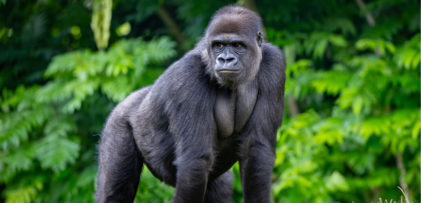 Western lowland gorilla © Adobe Stock