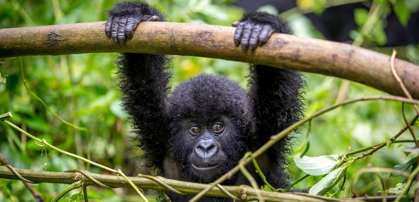 gorilla hanging from tree branch