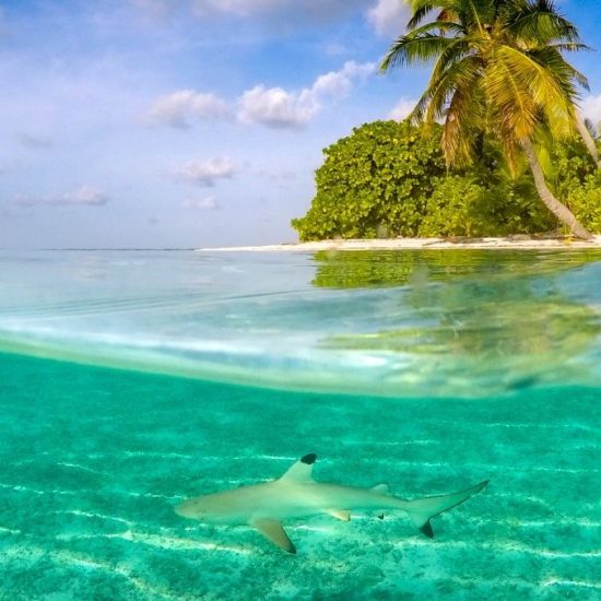 Australian Wildlife Journeys coco islands nature tour