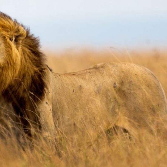 lion in tall grass