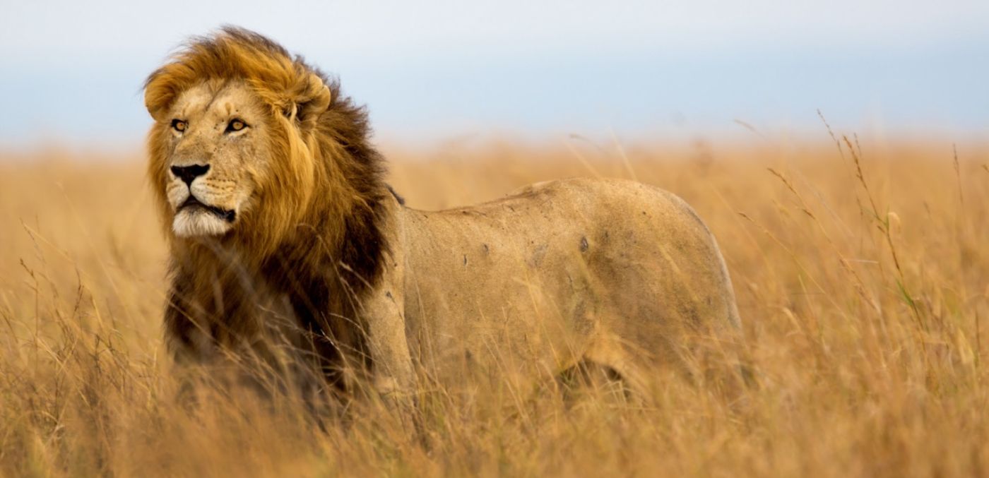 lion in tall grass