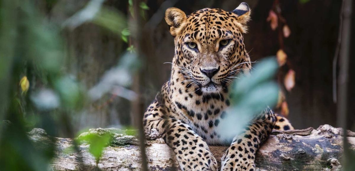Sri Lankan Leopard