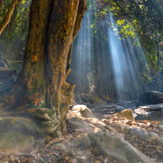 Bushwalks to waterfalls on the Gold Coast