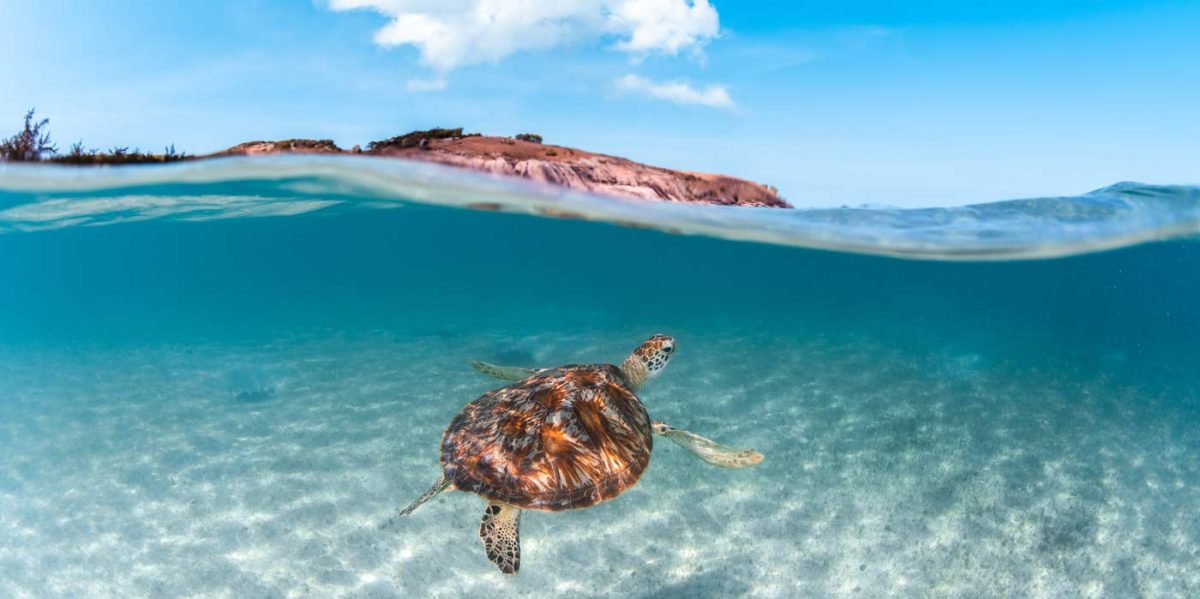 Turtle swimming in clear water