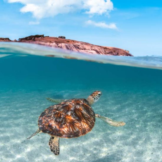 Turtle swimming in clear water