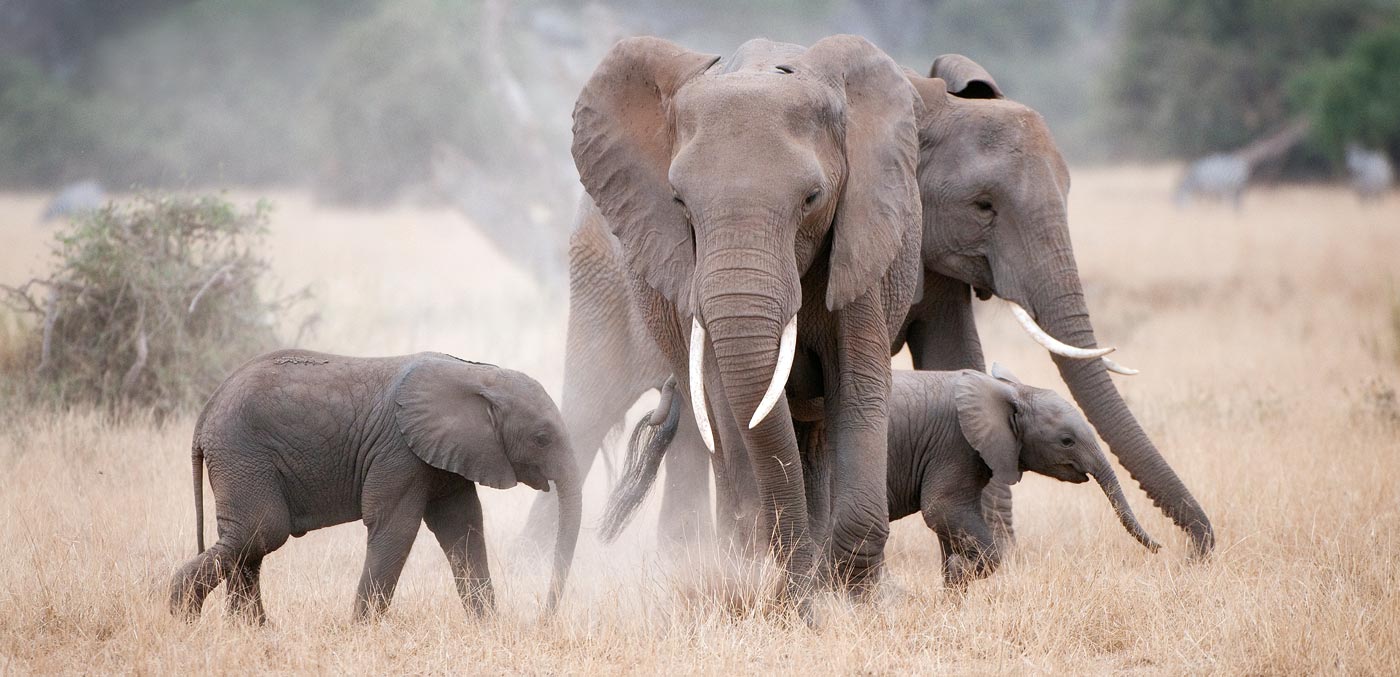 Kenyan elephants