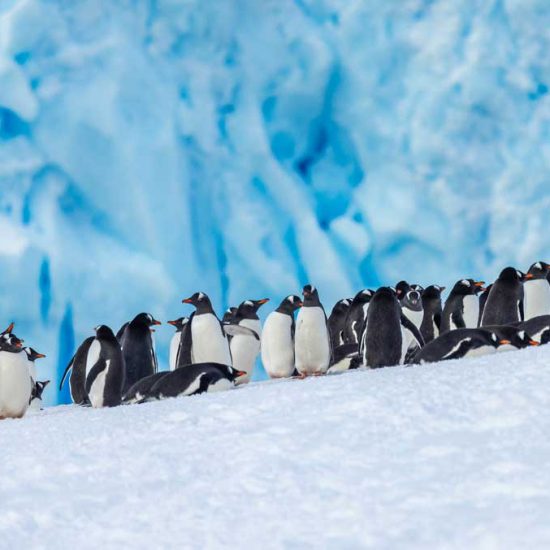 Gentoo Penguins in Neko Harbour, Antarctica