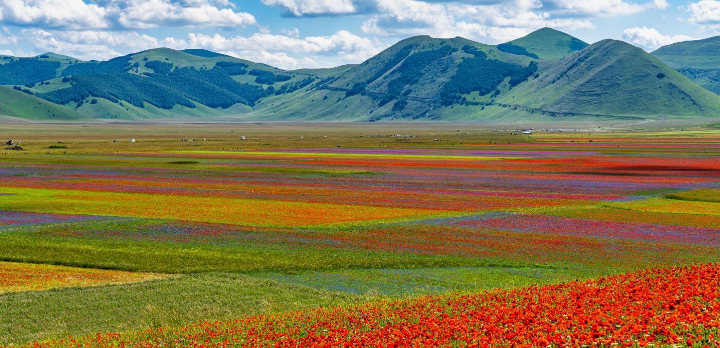 Flowering fields Castelluccio di Norcia