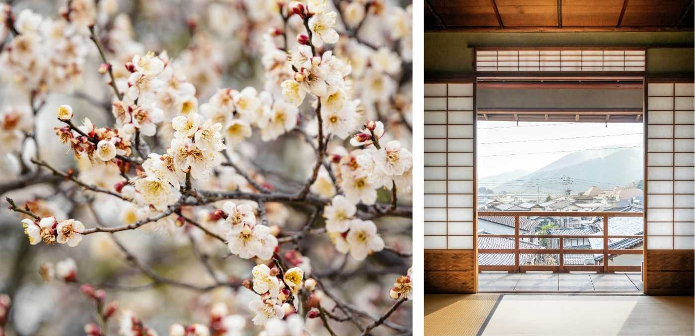 Japanese plum blossoms; teahouse architecture